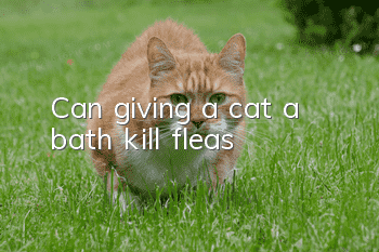 Can giving a cat a bath kill fleas?