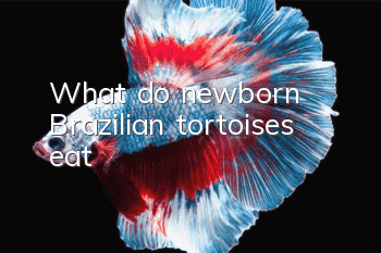 What do newborn Brazilian tortoises eat?