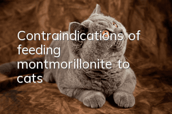 Contraindications of feeding montmorillonite to cats