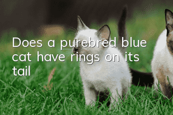 Does a purebred blue cat have rings on its tail?
