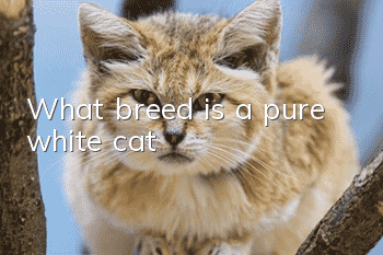 What breed is a pure white cat?