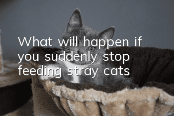 What will happen if you suddenly stop feeding stray cats?
