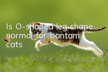 Is O-shaped leg shape normal for bantam cats?