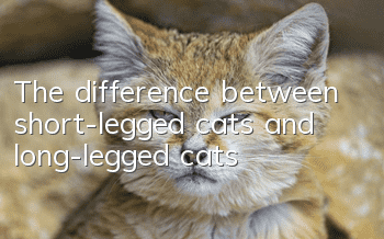 The difference between short-legged cats and long-legged cats