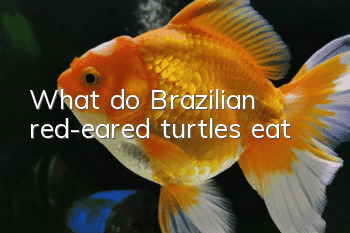 What do Brazilian red-eared turtles eat?