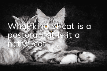 What kind of cat is a pastoral cat? Is it a native cat?