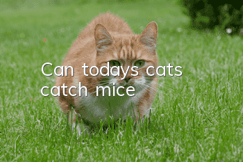 Can today's cats catch mice?