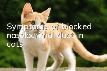 Symptoms of blocked nasolacrimal duct in cats