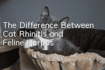 The Difference Between Cat Rhinitis and Feline Herpes