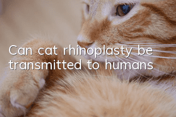 Can cat rhinoplasty be transmitted to humans?