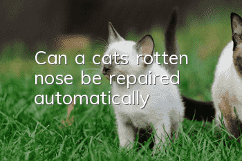 Can a cat’s rotten nose be repaired automatically?