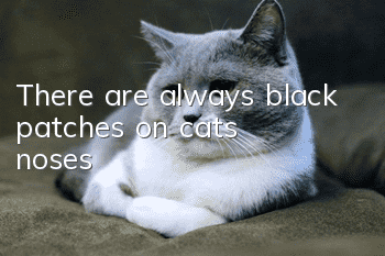 There are always black patches on cats’ noses