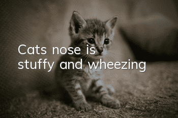 Cat's nose is stuffy and wheezing
