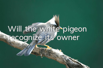 Will the white pigeon recognize its owner?