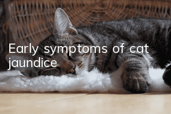 Early symptoms of cat jaundice