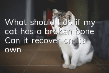 What should I do if my cat has a broken bone? Can it recover on its own?