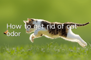 How to get rid of cat odor
