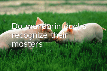 Do mandarin ducks recognize their masters?