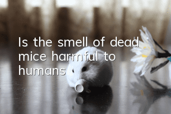 Is the smell of dead mice harmful to humans?