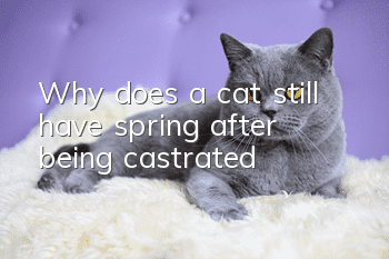 Why does a cat still have spring after being castrated?