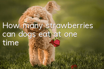 How many strawberries can dogs eat at one time?