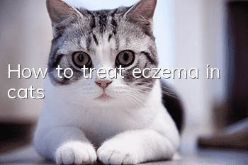 How to treat eczema in cats