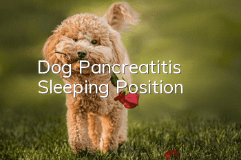 Dog Pancreatitis Sleeping Position
