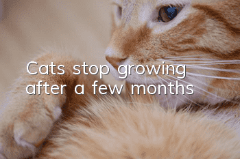 Cats stop growing after a few months