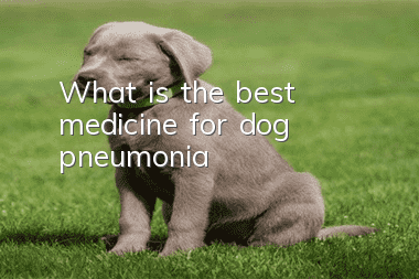 What is the best medicine for dog pneumonia?