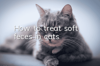 How to treat soft feces in cats