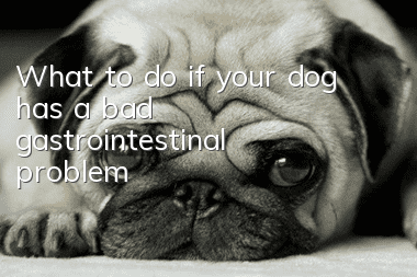 What to do if your dog has a bad gastrointestinal problem