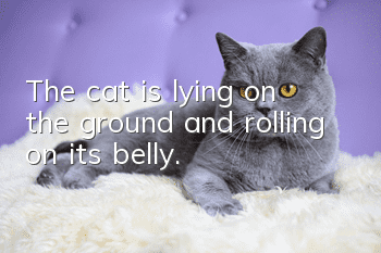 The cat is lying on the ground and rolling on its belly.