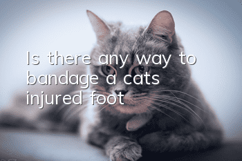Is there any way to bandage a cat's injured foot?