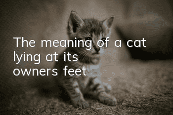 The meaning of a cat lying at its owner's feet