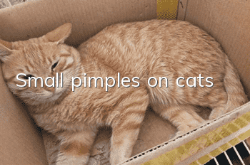 Small pimples on cats