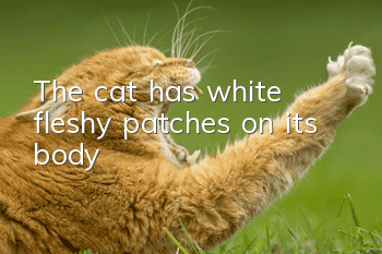 The cat has white fleshy patches on its body