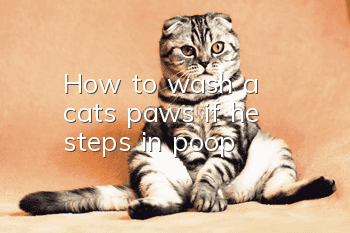 How to wash a cat's paws if he steps in poop