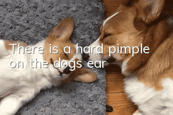There is a hard pimple on the dog's ear