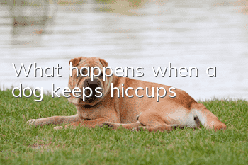 What happens when a dog keeps hiccups?