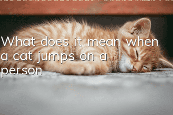 What does it mean when a cat jumps on a person?