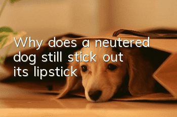Why does a neutered dog still stick out its lipstick?