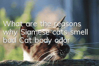 What are the reasons why Siamese cats smell bad? Cat body odor!