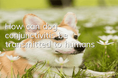 How can dog conjunctivitis be transmitted to humans?