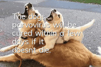 The dog's parvovirus will be cured within a few days if it doesn't die.
