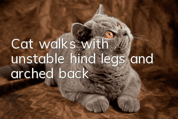 Cat walks with unstable hind legs and arched back