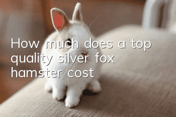 How much does a top quality silver fox hamster cost?