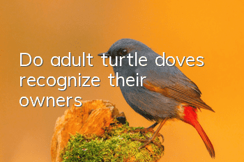 Do adult turtle doves recognize their owners?