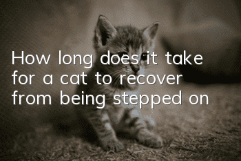 How long does it take for a cat to recover from being stepped on?