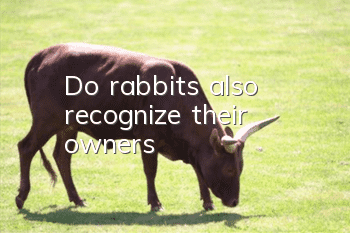 Do rabbits also recognize their owners?