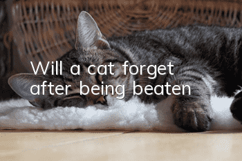 Will a cat forget after being beaten?